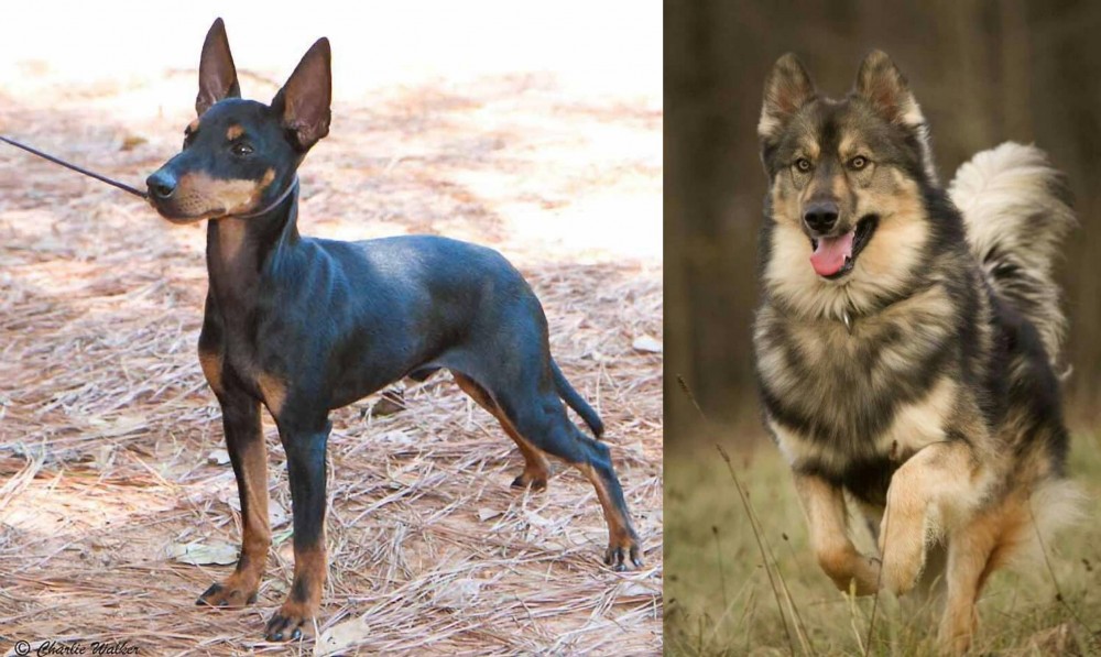 Native American Indian Dog vs English Toy Terrier (Black & Tan) - Breed Comparison