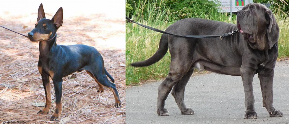 Neapolitan Mastiff vs English Toy Terrier (Black & Tan) - Breed Comparison