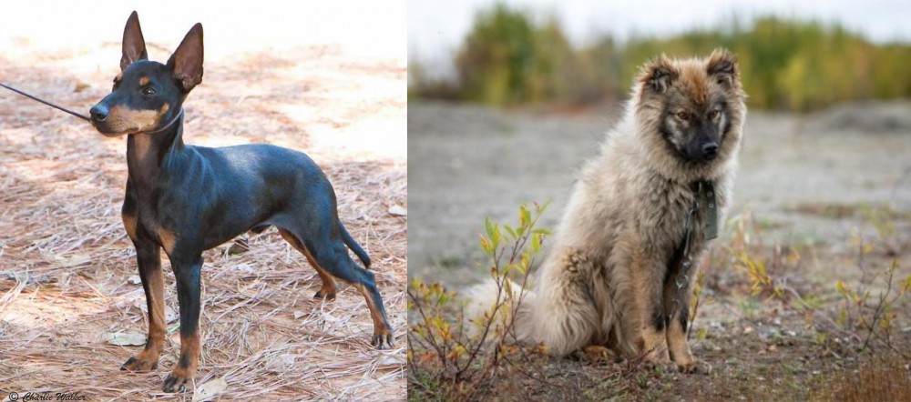 Nenets Herding Laika vs English Toy Terrier (Black & Tan) - Breed Comparison