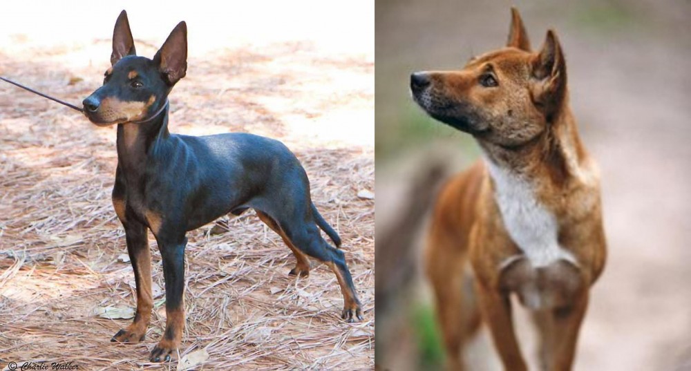 New Guinea Singing Dog vs English Toy Terrier (Black & Tan) - Breed Comparison
