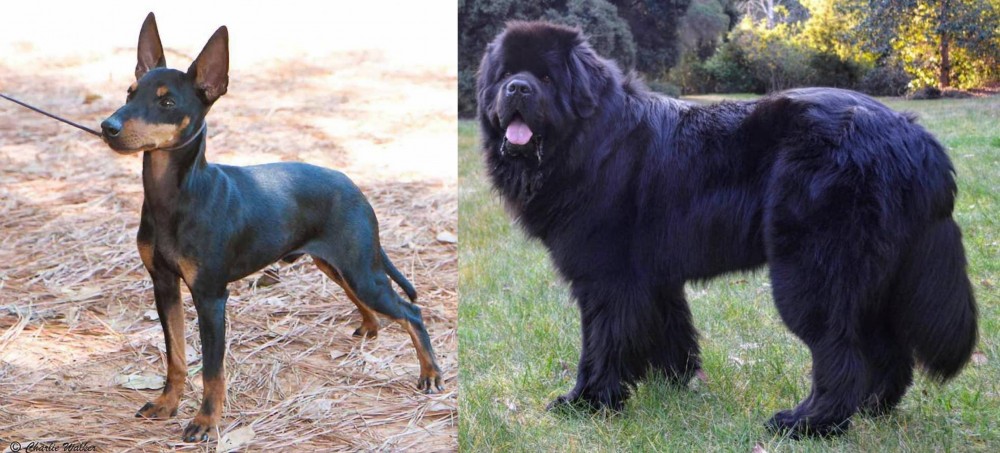 Newfoundland Dog vs English Toy Terrier (Black & Tan) - Breed Comparison