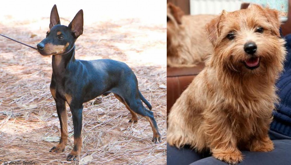 Norfolk Terrier vs English Toy Terrier (Black & Tan) - Breed Comparison