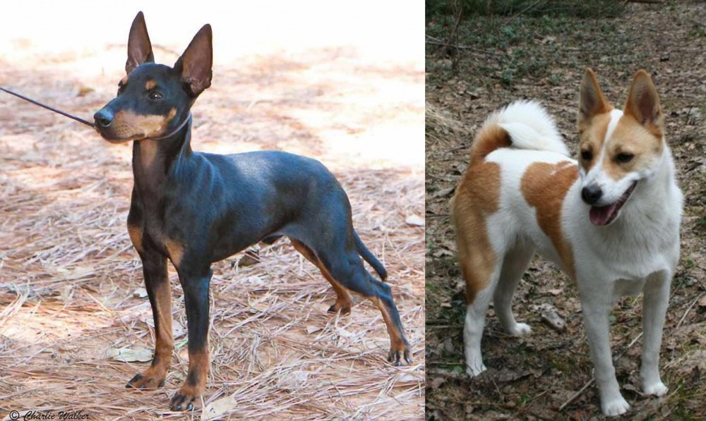 Norrbottenspets vs English Toy Terrier (Black & Tan) - Breed Comparison