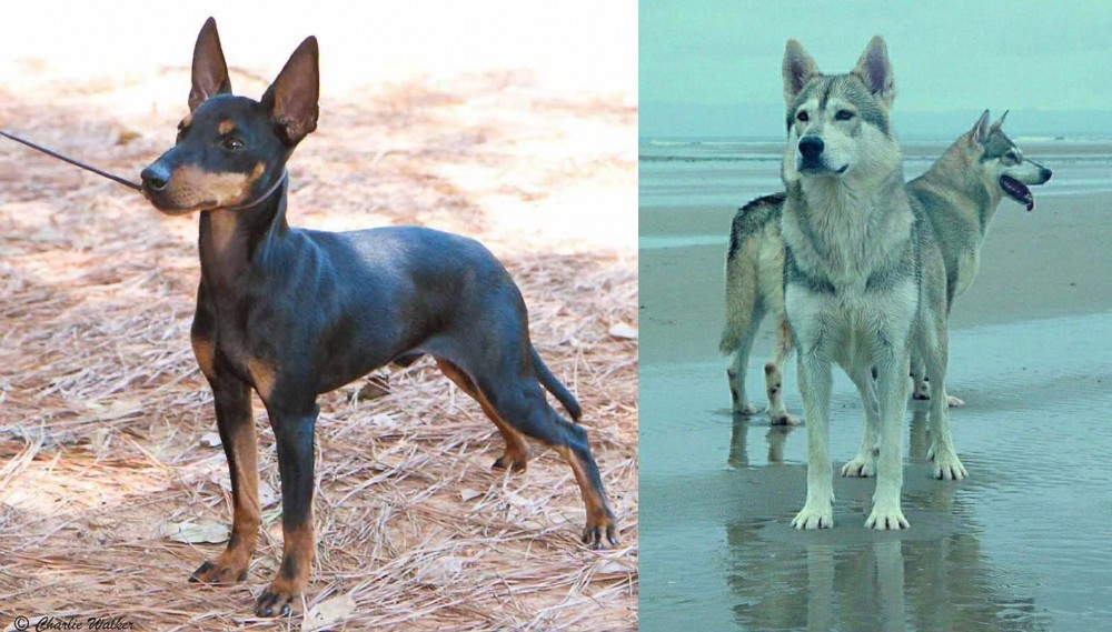 Northern Inuit Dog vs English Toy Terrier (Black & Tan) - Breed Comparison