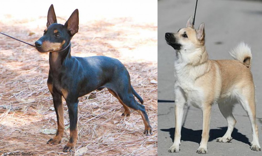 Norwegian Buhund vs English Toy Terrier (Black & Tan) - Breed Comparison
