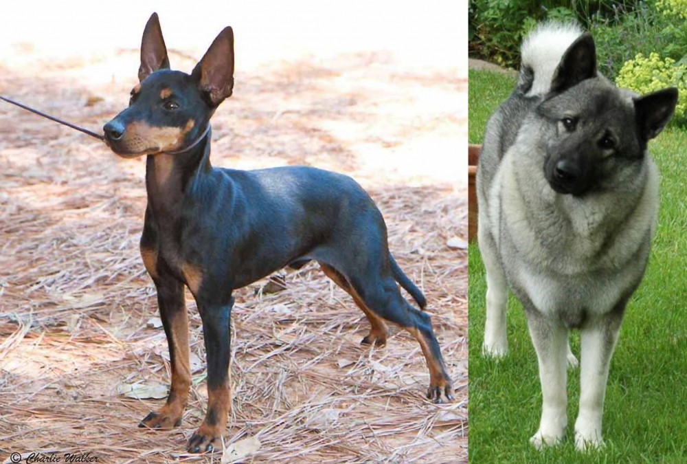 Norwegian Elkhound vs English Toy Terrier (Black & Tan) - Breed Comparison