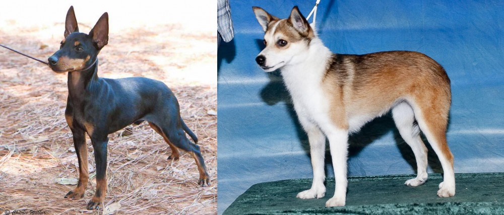 Norwegian Lundehund vs English Toy Terrier (Black & Tan) - Breed Comparison