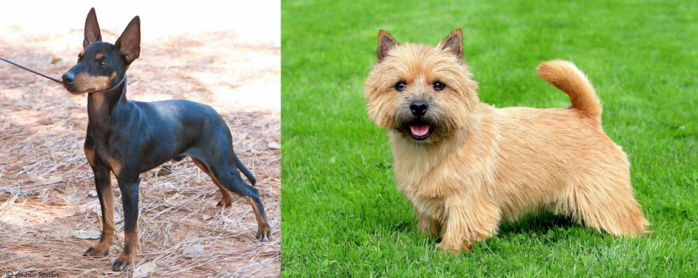 Norwich Terrier vs English Toy Terrier (Black & Tan) - Breed Comparison