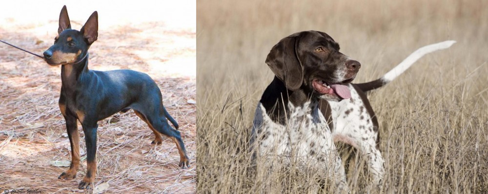 Old Danish Pointer vs English Toy Terrier (Black & Tan) - Breed Comparison
