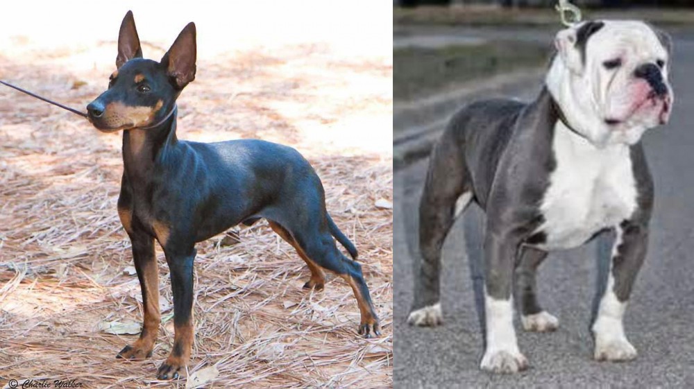 Old English Bulldog vs English Toy Terrier (Black & Tan) - Breed Comparison