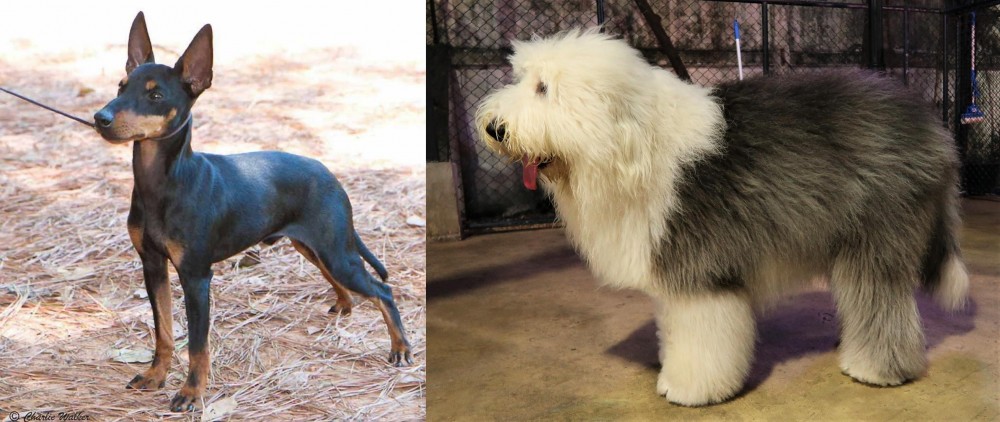 Old English Sheepdog vs English Toy Terrier (Black & Tan) - Breed Comparison