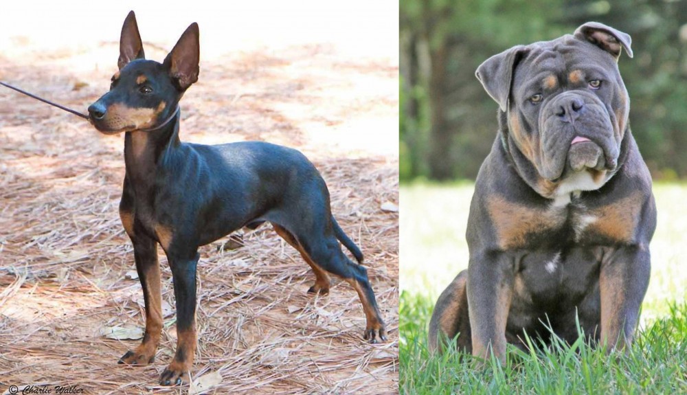 Olde English Bulldogge vs English Toy Terrier (Black & Tan) - Breed Comparison