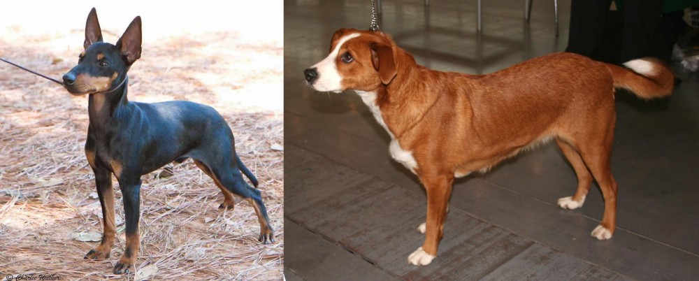 Osterreichischer Kurzhaariger Pinscher vs English Toy Terrier (Black & Tan) - Breed Comparison