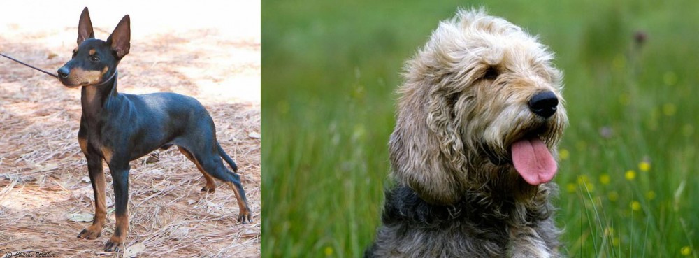 Otterhound vs English Toy Terrier (Black & Tan) - Breed Comparison