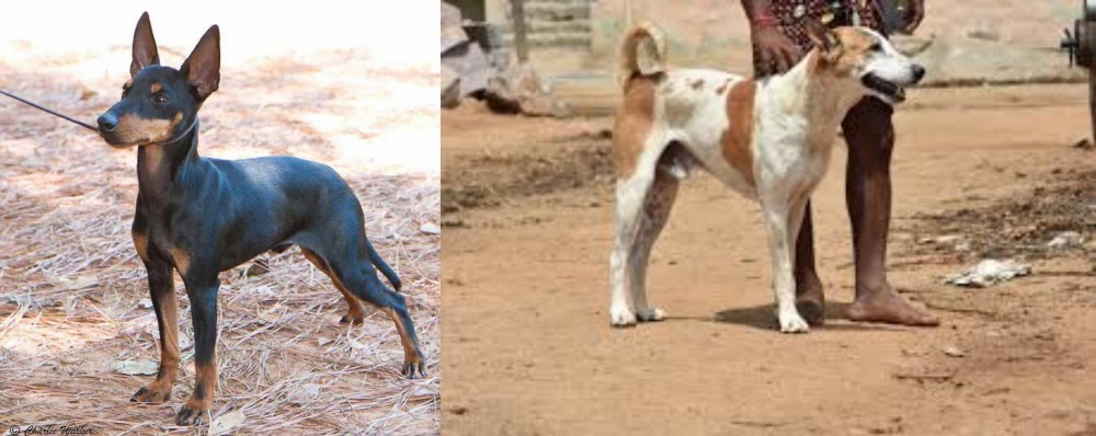 Pandikona vs English Toy Terrier (Black & Tan) - Breed Comparison