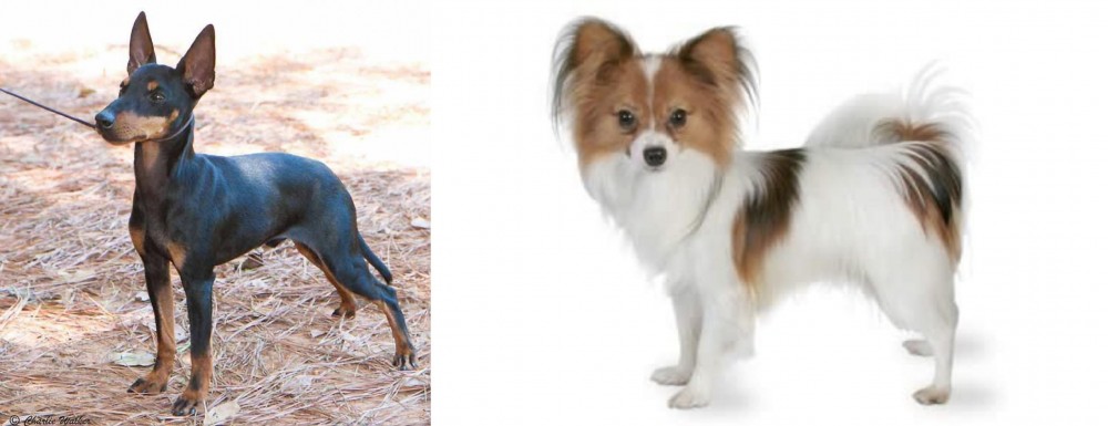 Papillon vs English Toy Terrier (Black & Tan) - Breed Comparison