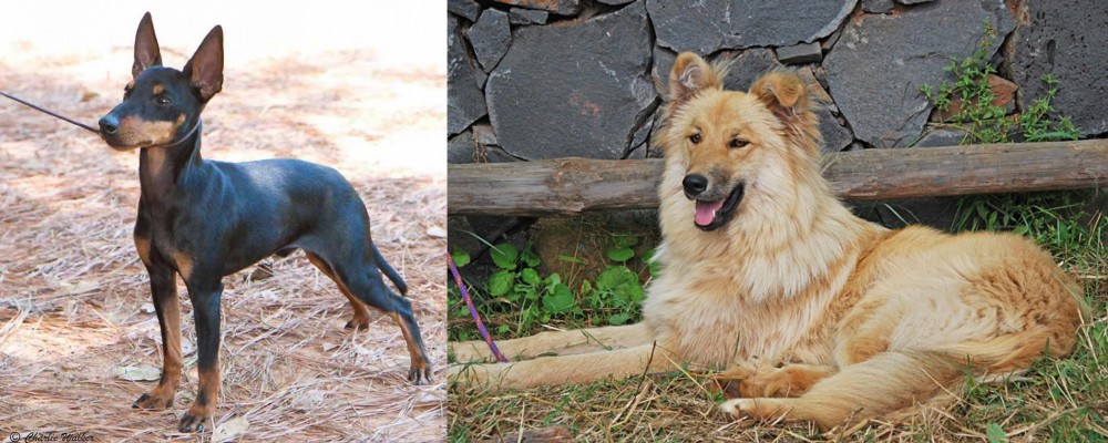 Pastor Garafiano vs English Toy Terrier (Black & Tan) - Breed Comparison