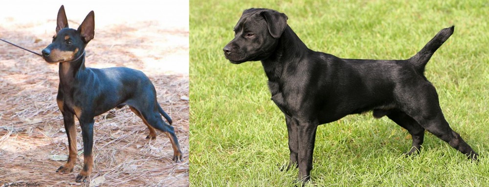 Patterdale Terrier vs English Toy Terrier (Black & Tan) - Breed Comparison
