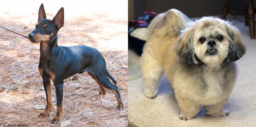 PekePoo vs English Toy Terrier (Black & Tan) - Breed Comparison
