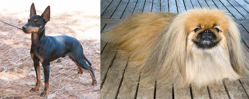 Pekingese vs English Toy Terrier (Black & Tan) - Breed Comparison