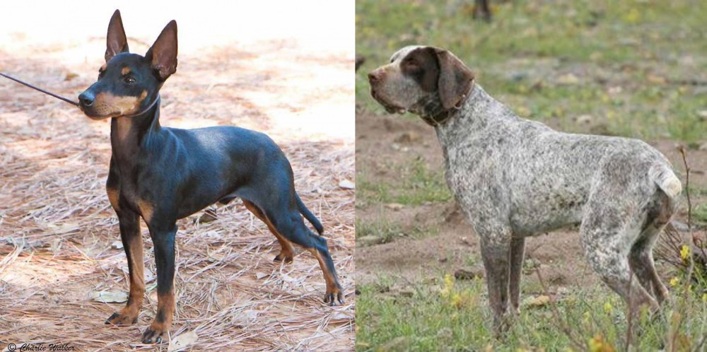 Perdiguero de Burgos vs English Toy Terrier (Black & Tan) - Breed Comparison