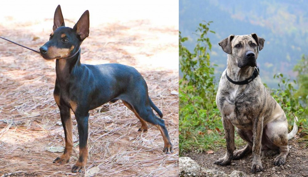 Perro Cimarron vs English Toy Terrier (Black & Tan) - Breed Comparison