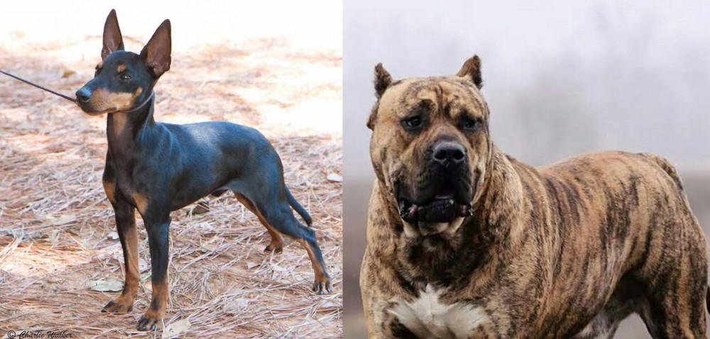 Perro de Presa Canario vs English Toy Terrier (Black & Tan) - Breed Comparison