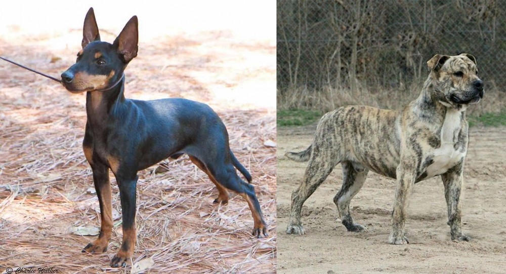 Perro de Presa Mallorquin vs English Toy Terrier (Black & Tan) - Breed Comparison