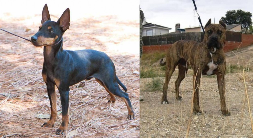 Perro de Toro vs English Toy Terrier (Black & Tan) - Breed Comparison