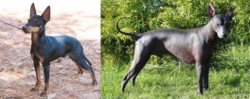 Peruvian Hairless vs English Toy Terrier (Black & Tan) - Breed Comparison