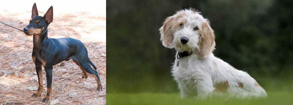 Petit Basset Griffon Vendeen vs English Toy Terrier (Black & Tan) - Breed Comparison