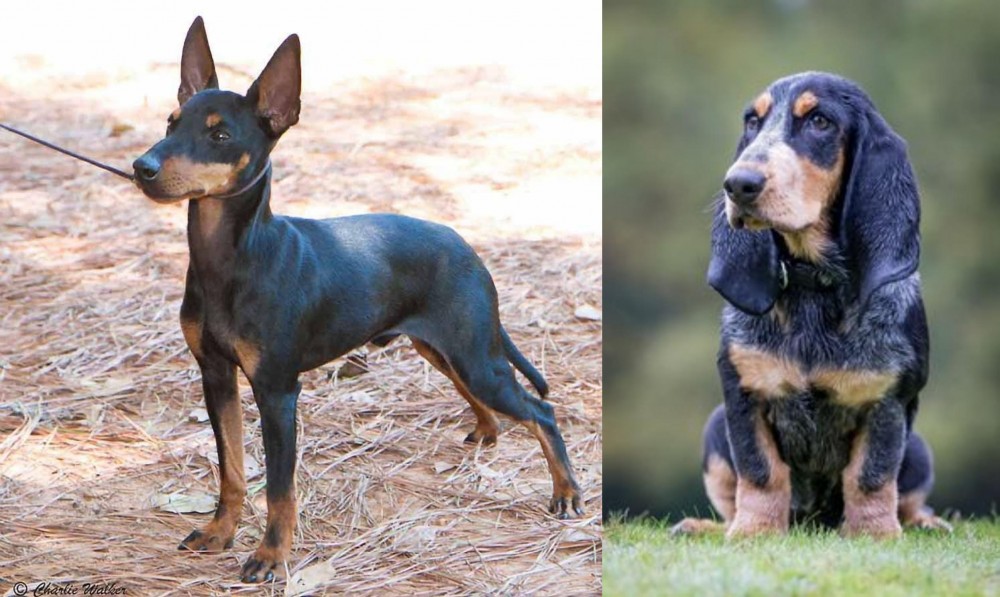Petit Bleu de Gascogne vs English Toy Terrier (Black & Tan) - Breed Comparison