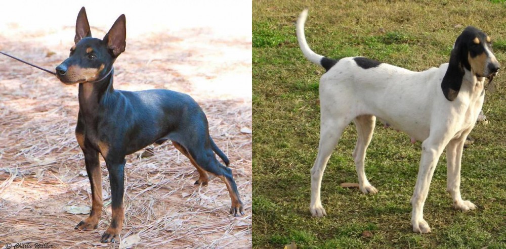 Petit Gascon Saintongeois vs English Toy Terrier (Black & Tan) - Breed Comparison