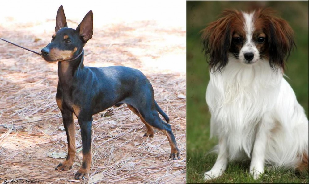 Phalene vs English Toy Terrier (Black & Tan) - Breed Comparison