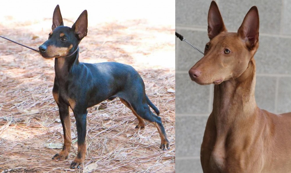 Pharaoh Hound vs English Toy Terrier (Black & Tan) - Breed Comparison