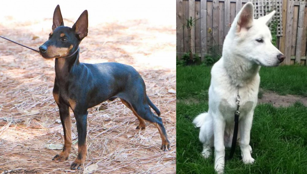 Phung San vs English Toy Terrier (Black & Tan) - Breed Comparison