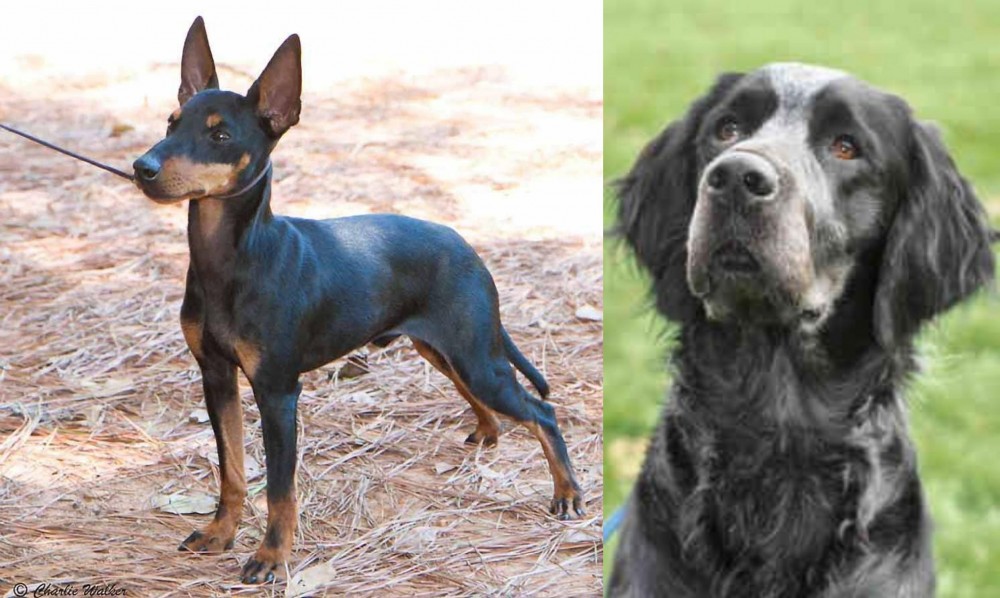 Picardy Spaniel vs English Toy Terrier (Black & Tan) - Breed Comparison