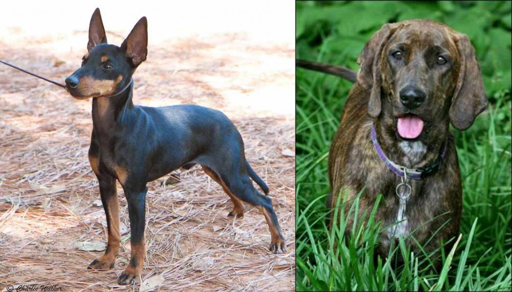 Plott Hound vs English Toy Terrier (Black & Tan) - Breed Comparison
