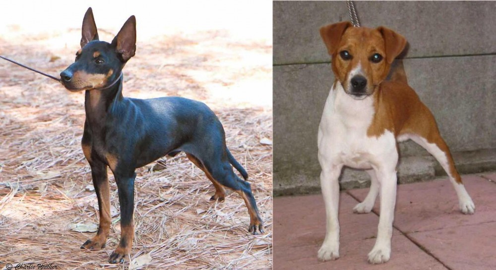 Plummer Terrier vs English Toy Terrier (Black & Tan) - Breed Comparison