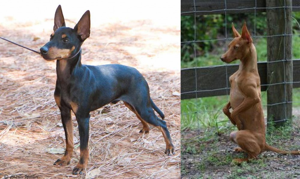 Podenco Andaluz vs English Toy Terrier (Black & Tan) - Breed Comparison