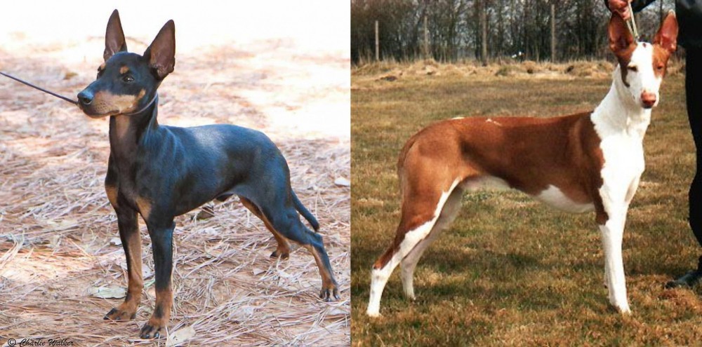 Podenco Canario vs English Toy Terrier (Black & Tan) - Breed Comparison