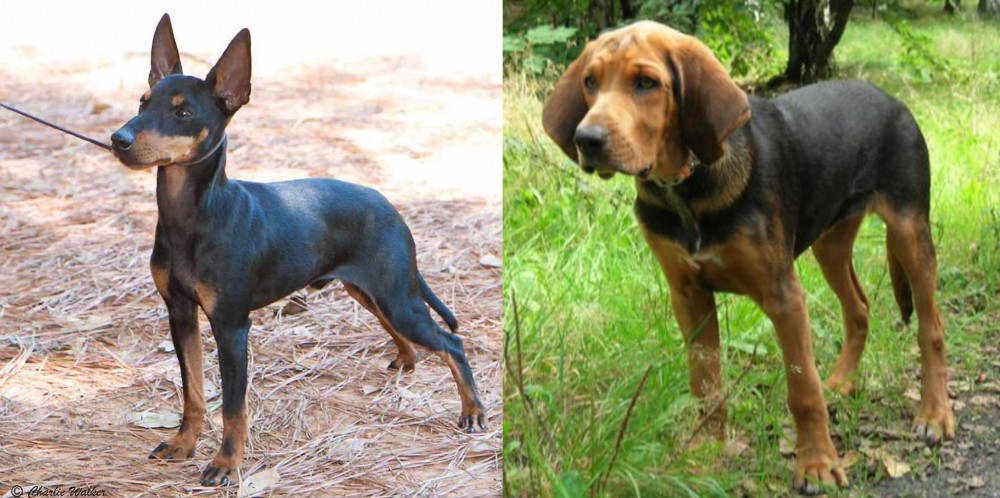 Polish Hound vs English Toy Terrier (Black & Tan) - Breed Comparison