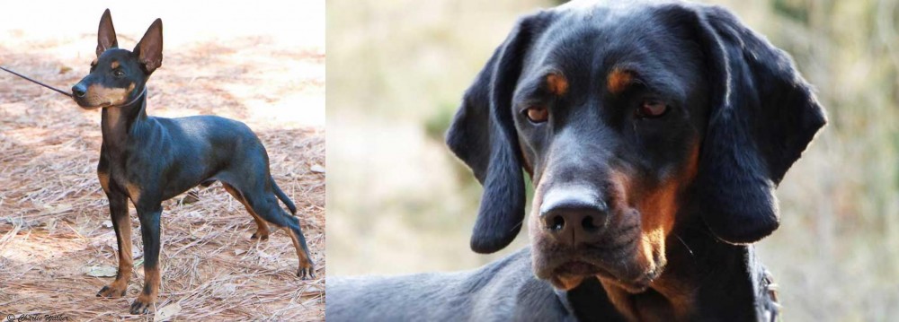 Polish Hunting Dog vs English Toy Terrier (Black & Tan) - Breed Comparison