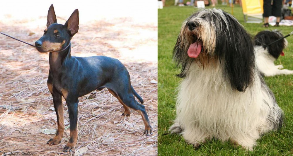 Polish Lowland Sheepdog vs English Toy Terrier (Black & Tan) - Breed Comparison