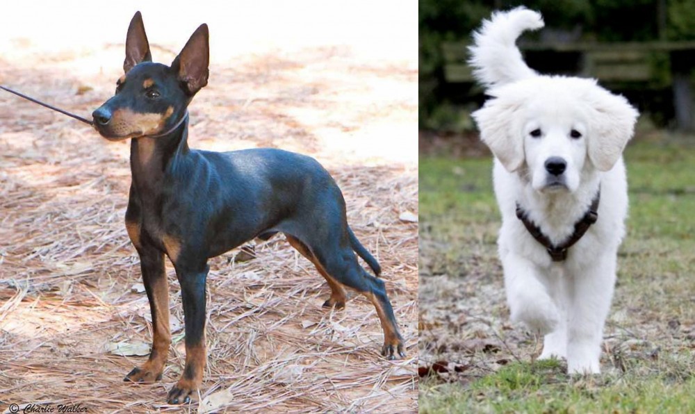 Polish Tatra Sheepdog vs English Toy Terrier (Black & Tan) - Breed Comparison