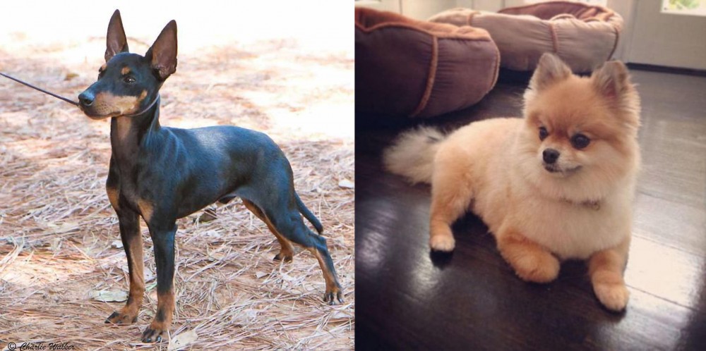 Pomeranian vs English Toy Terrier (Black & Tan) - Breed Comparison