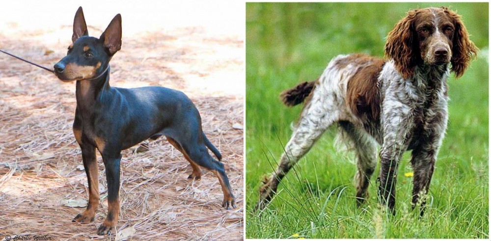 Pont-Audemer Spaniel vs English Toy Terrier (Black & Tan) - Breed Comparison
