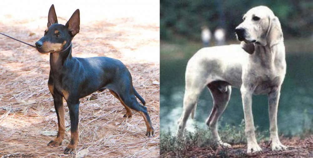 Porcelaine vs English Toy Terrier (Black & Tan) - Breed Comparison