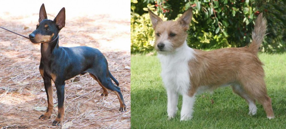 Portuguese Podengo vs English Toy Terrier (Black & Tan) - Breed Comparison