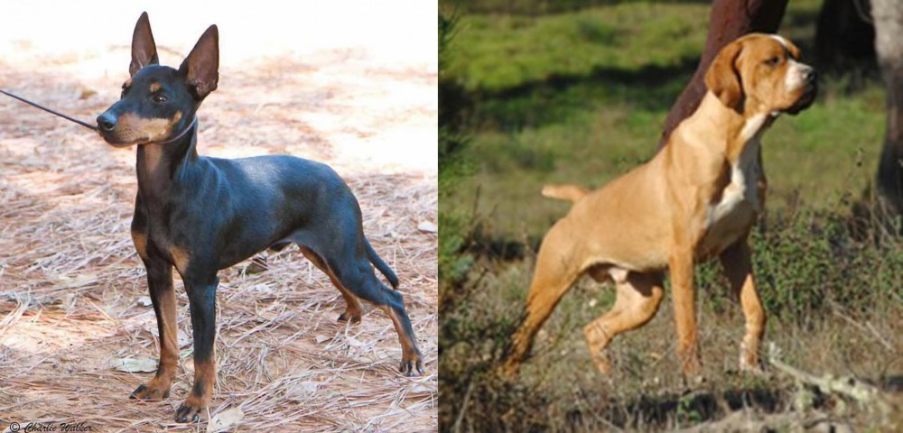 Portuguese Pointer vs English Toy Terrier (Black & Tan) - Breed Comparison
